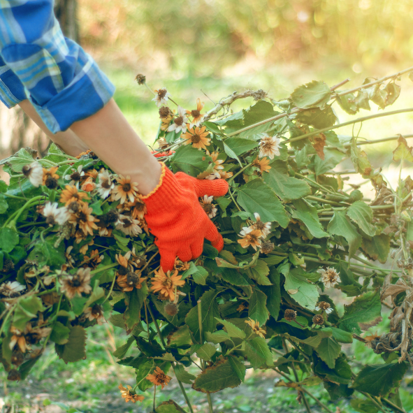 A pair of hands carrying a pile of debris, leaves, and weeds to a nearby wheelbarrow.