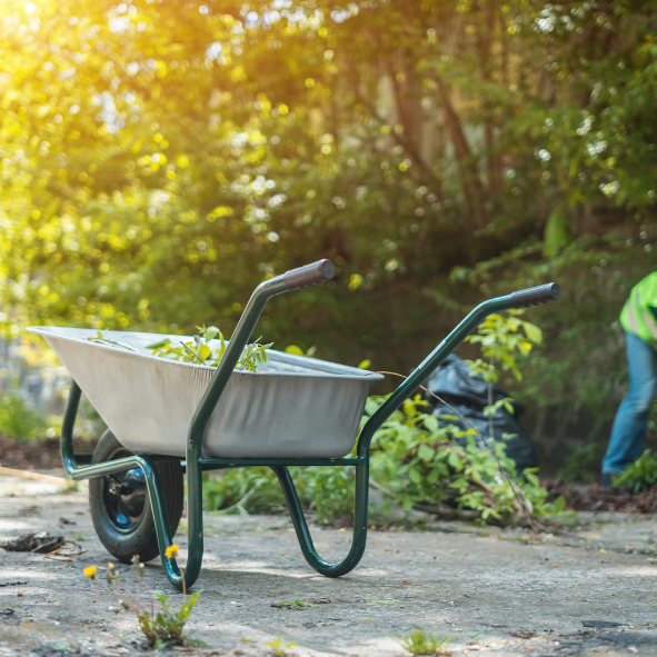 A man gathering debris and weeds and putting them in a wheelbarrow.