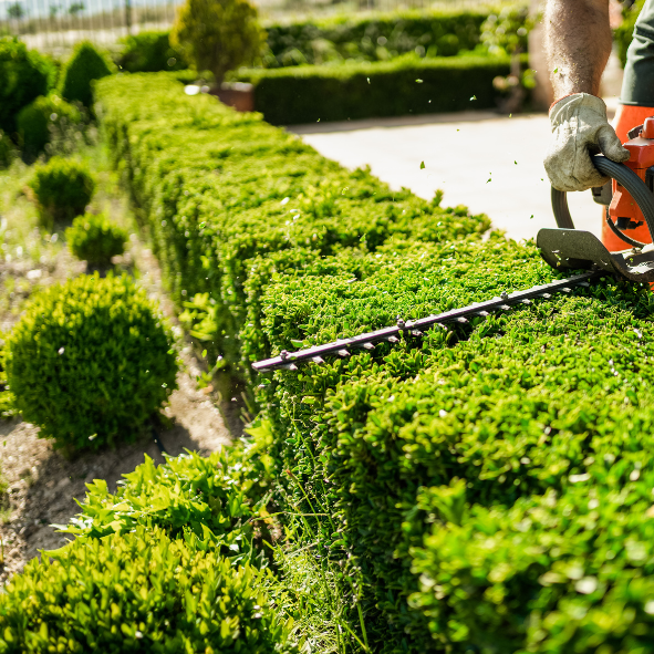 A man operating a hedge trimmer on bushes in a residential lot.