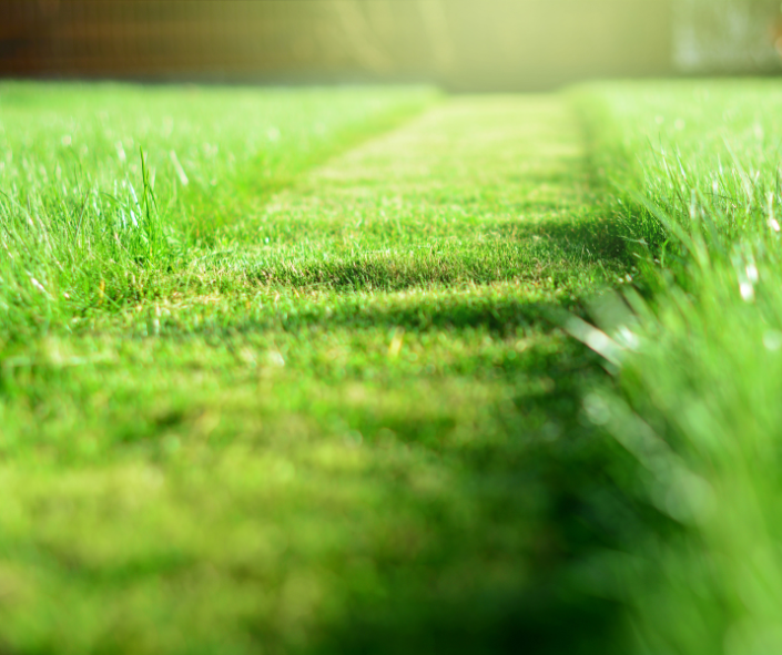 A strip of pristinely mowed grass.