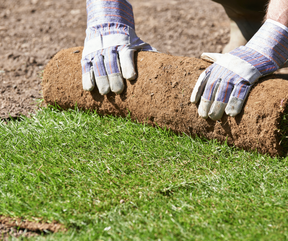 Turf being unrolled.